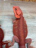 Pogona male extreme red visual stripe, Lézard, 0 à 2 ans
