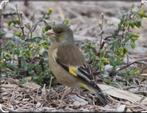 Chinese groenvinken, Dieren en Toebehoren, Vogels | Overige Vogels, Meerdere dieren, Wildzangvogel, Geringd