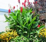 canna knollen, Jardin & Terrasse, Plantes | Jardin, Plein soleil, Enlèvement ou Envoi, Plante fixe