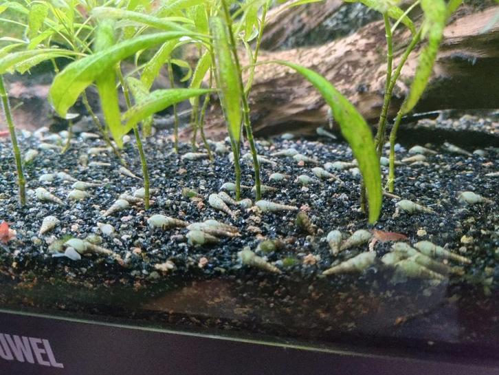 Torenslakken voor zoetwater aquarium, Dieren en Toebehoren, Vissen | Aquariumvissen