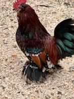 ukkelse baardkriel Haantje duizendkleur, Dieren en Toebehoren, Pluimvee