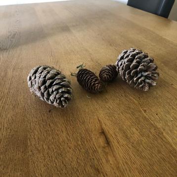 denneappels voor bloemschik beschikbaar voor biedingen