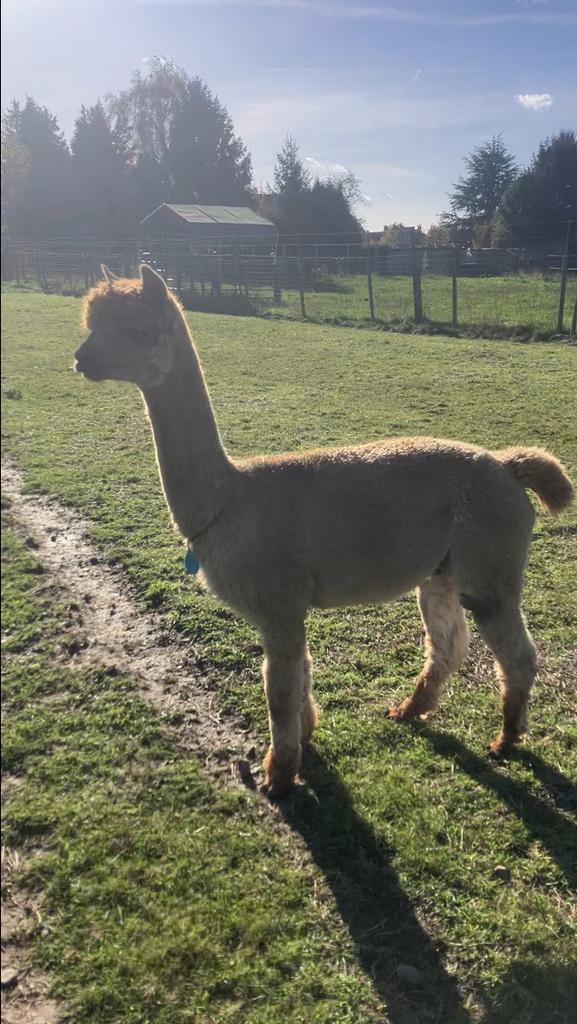 Therapie en wandel alpaca, Dieren en Toebehoren, Overige Dieren, Geslacht onbekend, Juni