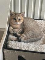Brits korthaar kittens, Meerdere dieren, Gechipt, 0 tot 2 jaar