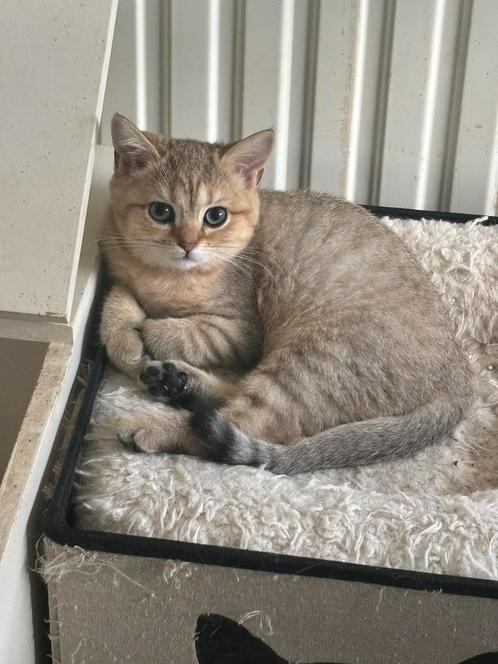 Brits korthaar kittens, Dieren en Toebehoren, Katten en Kittens | Raskatten | Korthaar, Meerdere dieren, 0 tot 2 jaar, Met stamboom