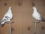 ️ Damascener duiven – compleet koppel + jongen, Dieren en Toebehoren, Vogels | Duiven