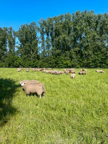 Schapen rammen
