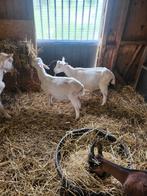 4 bokken witte geit saanen, Animaux & Accessoires, Moutons, Chèvres & Cochons