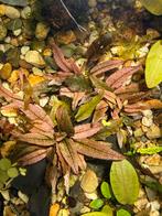 Cryptocoryne red flamingo, Animaux & Accessoires, Poissons | Aquariums & Accessoires, Enlèvement ou Envoi, Neuf, Plante(s), Pierre ou Bois