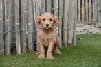 Abrikoze Medium Labradoodle pups met stamboom, Dieren en Toebehoren, Parvo, België, Overige rassen, 8 tot 15 weken