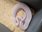 Super Fire Enchi het Clown man, Dieren en Toebehoren, Tam, 0 tot 2 jaar