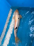 Gratis 45 cm koi, Dieren en Toebehoren, Karper of Koi