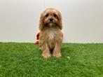 Chiots Cavapoo, Animaux & Accessoires, Hépatite contagieuse (maladie de Rubarth), Plusieurs, Belgique, Plusieurs animaux