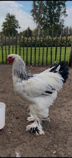 Gratis - jonge ras en kleurzuivere Brahma Columbia haan, Dieren en Toebehoren, Pluimvee