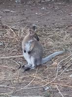 bennet wallaby's 2 jonge vrouwtjes, Dieren en Toebehoren, Februari, Vrouwelijk