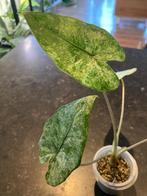 Alocasia Macrorrhiza Splash variegata, Autres espèces, En pot, Enlèvement ou Envoi, Moins de 100 cm