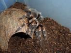 Collectie vogelspinnen, terraria, tarantula, terrarium, Dieren en Toebehoren, Reptielen en Amfibieën, Overige soorten