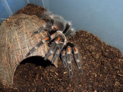 Collectie vogelspinnen, terraria, tarantula, terrarium, Dieren en Toebehoren, Reptielen en Amfibieën, Overige soorten