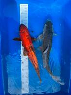 Japanse koi’s