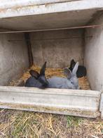 Vlamese Reus, Dieren en Toebehoren, Konijnen