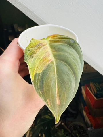 Philodendron melanochrysum variegata  beschikbaar voor biedingen