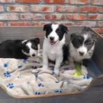 Prachtig nestje border collie pups, Dieren en Toebehoren, Honden | Herdershonden en Veedrijvers, België, Fokker | Hobbymatig, CDV (hondenziekte)