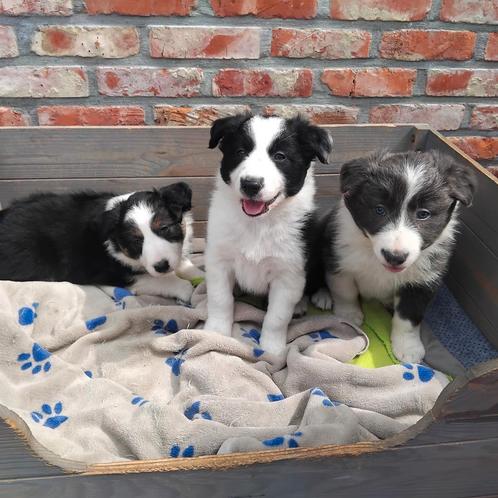 Prachtig nestje border collie pups, Dieren en Toebehoren, Honden | Herdershonden en Veedrijvers, Meerdere dieren, Collie, Fokker | Hobbymatig