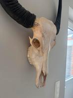 Decoratie schedel voor aan de muur, Huis en Inrichting, Ophalen, Gebruikt