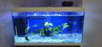 2 Goede onderhouden aquaria met wissen, Ophalen, Zo goed als nieuw, Gevuld zoetwateraquarium