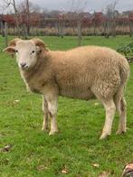 2 jonge rammen Wiltshire Horn, Dieren en Toebehoren, Schapen, Geiten en Varkens, Mannelijk, Schaap, 0 tot 2 jaar