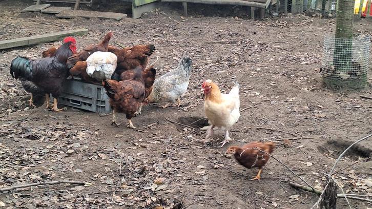 Kippen en hanen GERESERVEERD TOT MORGENMIDDAG, Dieren en Toebehoren, Pluimvee