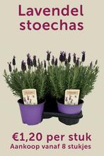 Lavendel stouchas, Tuin en Terras, Planten | Tuinplanten, Ophalen