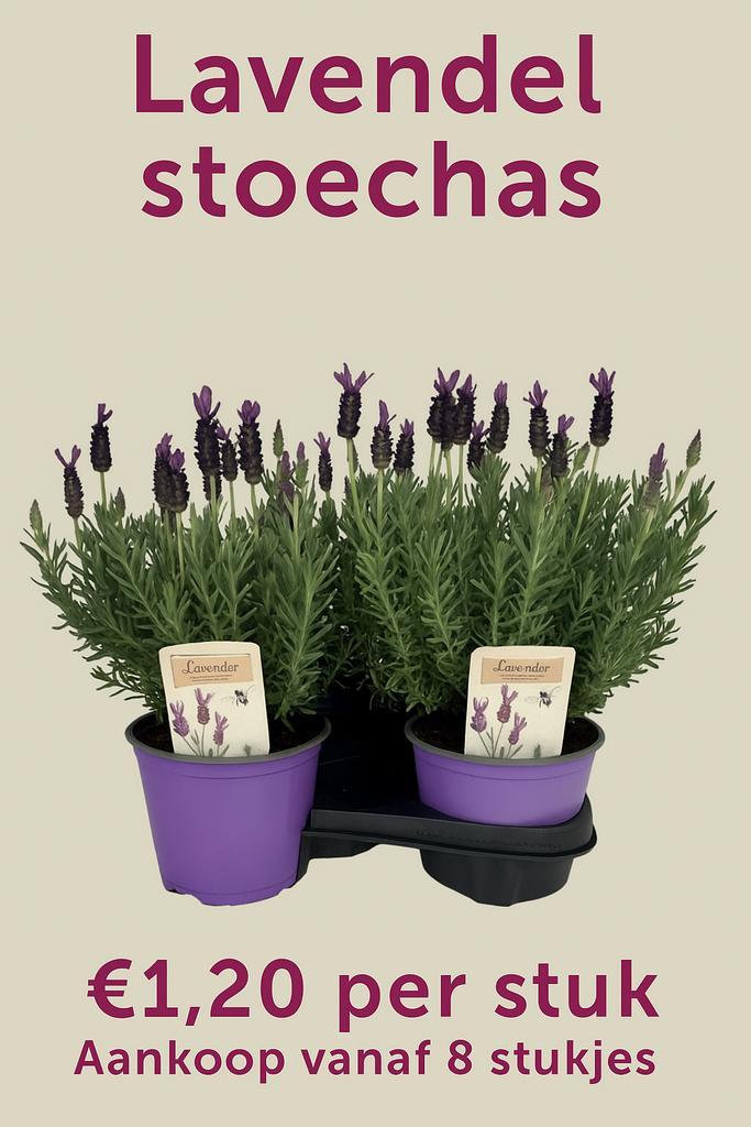 Lavendel stouchas, Tuin en Terras, Planten | Tuinplanten, Ophalen