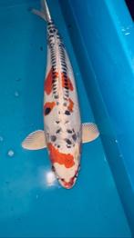 Grand koï japonais 3 pièces. Kikokuryu, Karashigoi, Chagoï, Carpe ou Koï