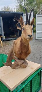 Prachtig Opgezette gems taxidermie jachttrofee, Ophalen of Verzenden, Zo goed als nieuw