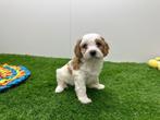 Nestjes Cavapoo pups, België, CDV (hondenziekte), 8 tot 15 weken, Meerdere