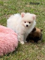 Les meilleures spitz nain, Animaux & Accessoires, Chiens | Huskys, Loulous & Types primitifs, Plusieurs, Parvovirose, Belgique