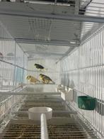 Kanaries, Dieren en Toebehoren