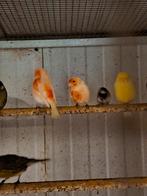 Kanaries rood mozaik  jonge vogels op kleur 20euro stuk, Dieren en Toebehoren, Vogels | Kanaries