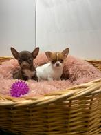 Chihuahua pups, Dieren en Toebehoren, 15 weken tot 1 jaar, Buitenland, CDV (hondenziekte), Meerdere