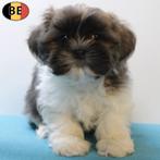 Adorables chiots Lhasa Apso à vendre (belges), Commerçant, Autres races, 8 à 15 semaines, Plusieurs