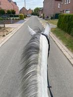 GEZOCHT: weide om te delen, Weidegang, 1 paard of pony
