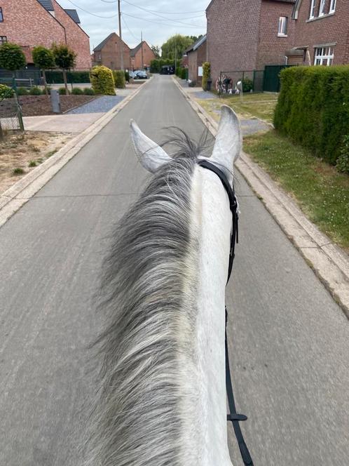 GEZOCHT: weide om te delen, Dieren en Toebehoren, Stalling en Weidegang, Weidegang, 1 paard of pony