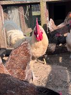 Gratis haan, Dieren en Toebehoren, Mannelijk, Kip