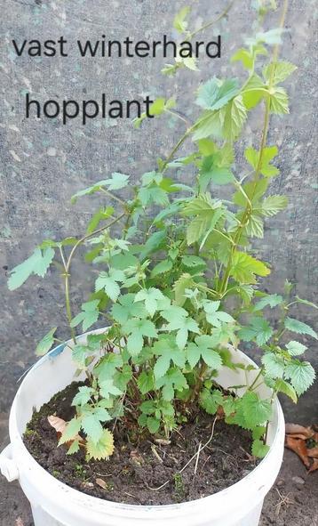 Hopplant meerdere stuks