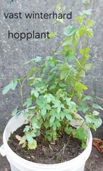 Hopplant meerdere stuks, Ophalen of Verzenden