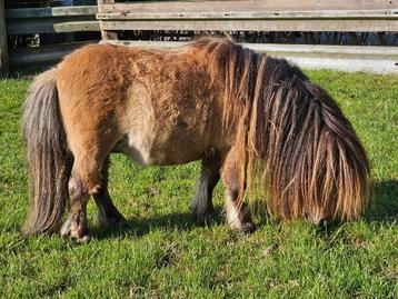 Ter dekking super kleine shetlandpony, Dieren en Toebehoren, Pony's, Hengst, Gechipt