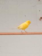 Mooie kanarie man's, heel goede zangers!, Dieren en Toebehoren