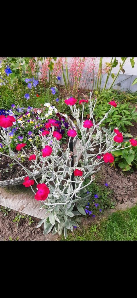 Winterharde prikneusjes, Tuin en Terras, Planten | Tuinplanten, Vaste plant, Ophalen