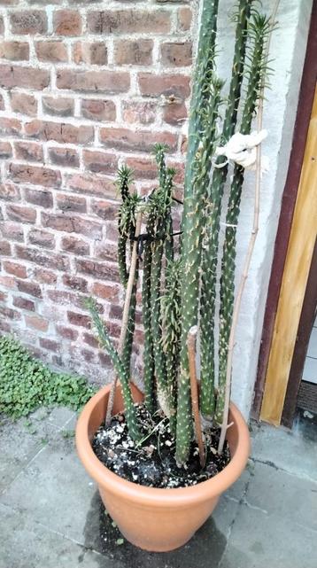 Cactus  „Candle” met 14 kaarsen, het + rooster 1 m75 met d beschikbaar voor biedingen
